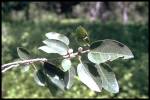 leaf and fruit